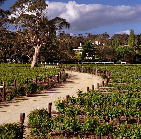 Vineyard and homestead of Padthaway Estate   Padthaway South Australia