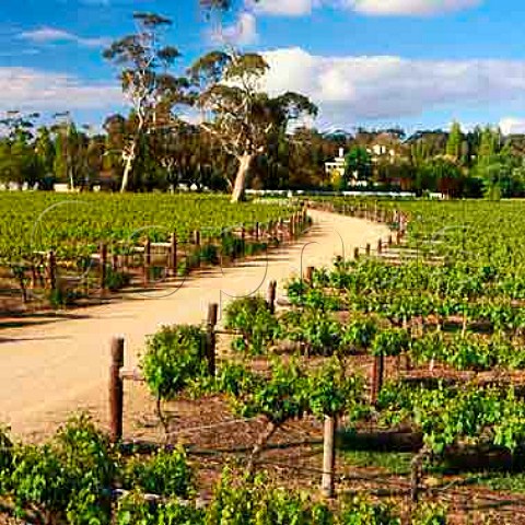 Vineyard and homestead of Padthaway Estate Padthaway South Australia