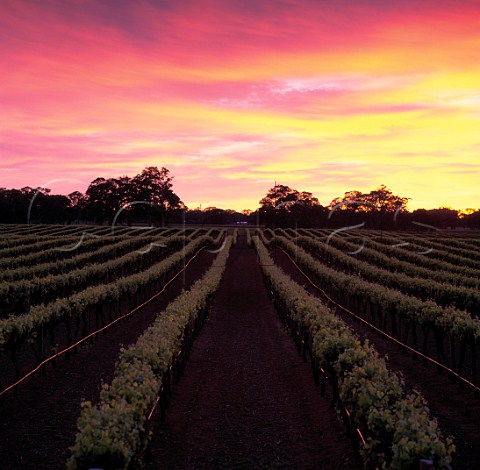 Sunrise over vineyard of Majella   Coonawarra South Australia