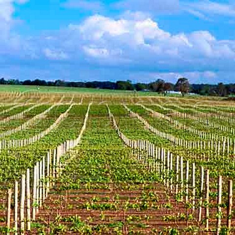 Smith  Hooper vineyard of Yalumba   near Naracoorte South Australia       Wrattonbully