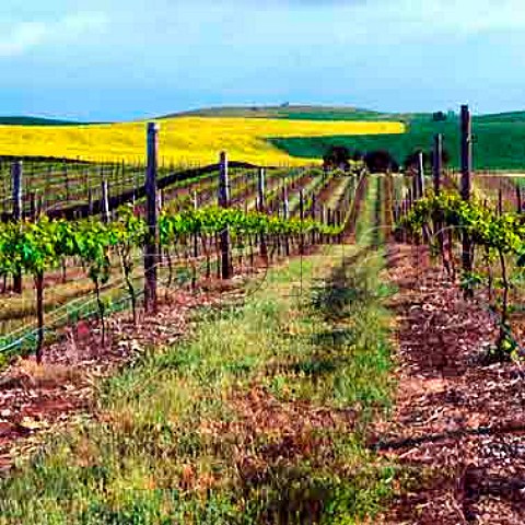 Vineyard near Mount Benson South Australia  Mount Benson