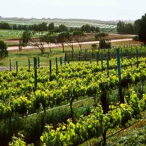 Vineyards of Cape Jaffa Wines Cape Jaffa   South Australia    Mount Benson