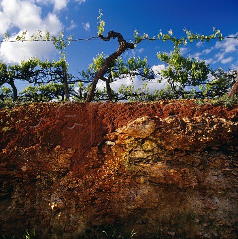 Soil profile clay loam on limestone in vineyard of   Rouge Homme  Coonawarra South Australia