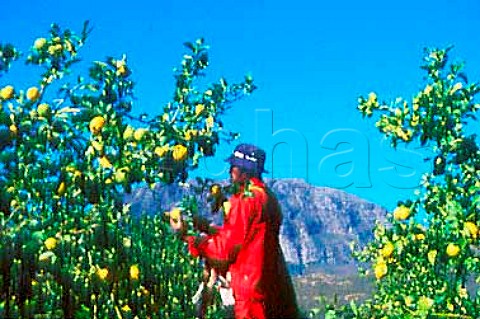 Harvesting lemons Paarl South Africa