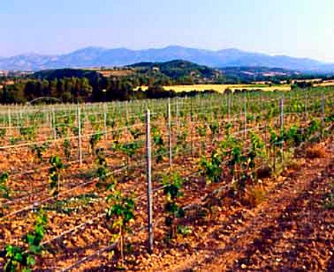 Vineyard near Ponzano Aragon  Spain        Somontano