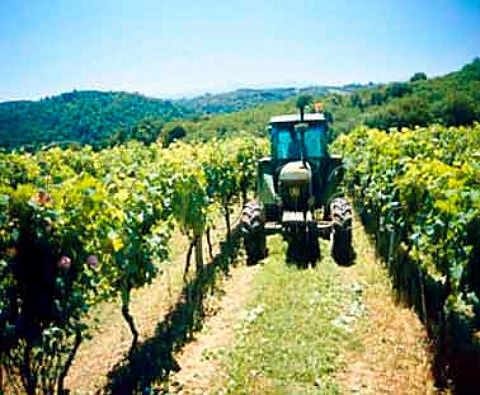 Mowing between rows in a vineyard at Cardesse    PyrnesAtlantiques France    Juranon