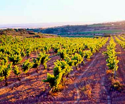 Evening sunlight on vineyards above Olite   Navarra Spain        Navarra