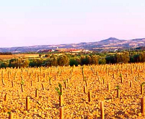 Bodegas of Vinedos y Crianzas del Alto Aragon viewed   over young vineyard Salas Bajas   Aragon Spain         Somontano