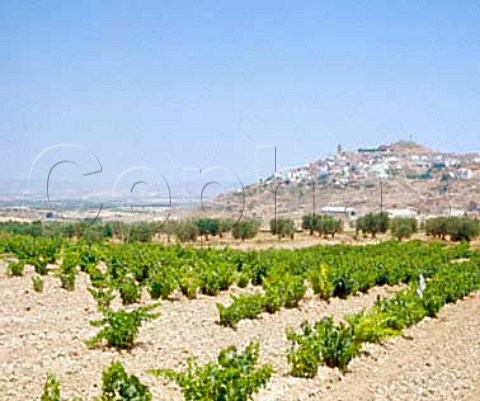 Vineyard at Ausejo La Rioja Spain    Rioja Baja