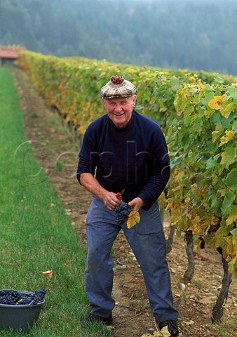 Picker with Pinot Noir grapes in   CroixHaute vineyard Arcenant   Cte dOr France    Hautes Ctes de Nuits