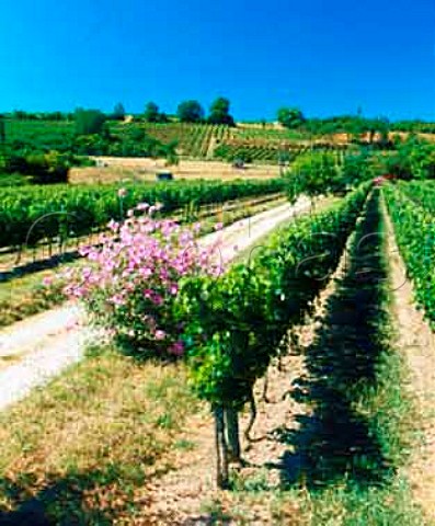 Vineyards at StMacaire Gironde France    Ctes de BordeauxStMacaire
