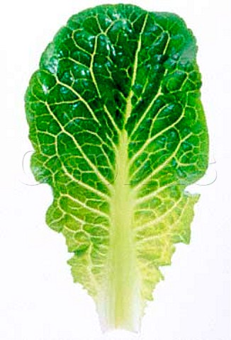 Cos lettuce