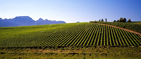 Vineyards near Wellington South Africa  Paarl