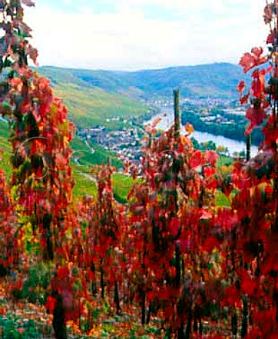 Autumnal vines in the Himmelreich vineyard above    Graach Bernkastel and the Mosel River Germany     Mosel
