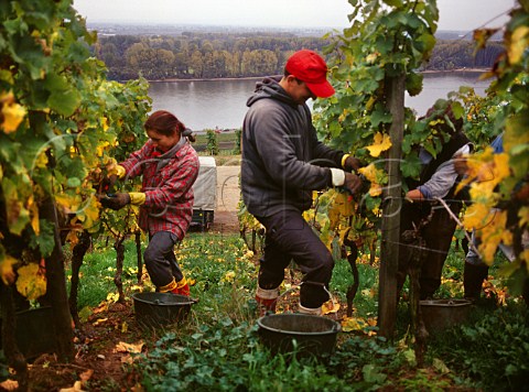Harvesting Riesling grapes in the Pettenthal   vineyard Nackenheim Germany   Rheinfront  Rheinhessen