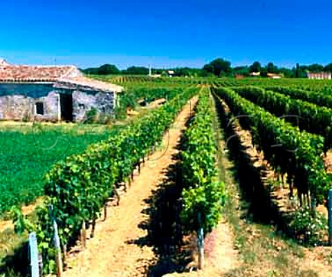 Vineyard at StGensdeCastillon Gironde France   Ctes de Castillon