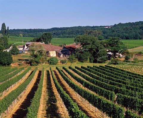 Vineyard and farm at StAndrduBois Gironde   France      Ctes de BordeauxStMacaire