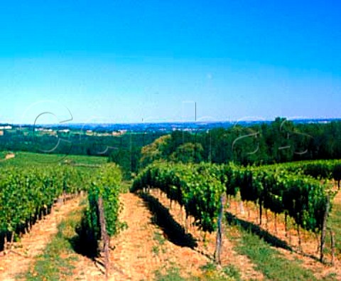 Vineyards at La Laurence Gironde France    Ctes de BordeauxStMacaire