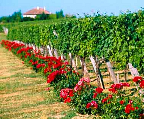 Roses at end of vine rows StAndrduBois   Gironde France  Ctes de BordeauxStMacaire