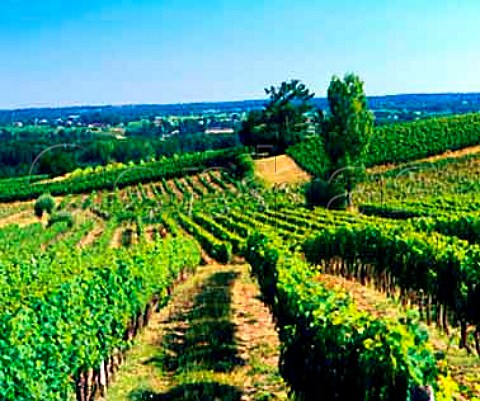 Vineyards at LePiansurGaronne Gironde France   Ctes de BordeauxStMacaire