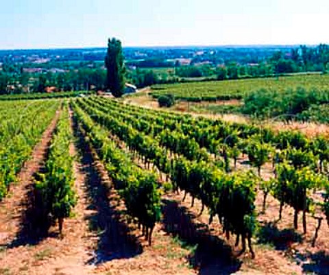 Vineyards at StMacaire Gironde France    Ctes de BordeauxStMacaire