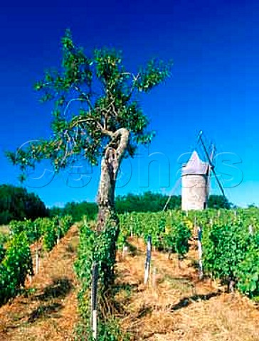 One of the Moulins de Calon viewed over vineyard    Montagne Gironde France   MontagneStmilion