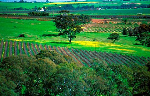 Early spring in vineyards of Bethany   Estate Tanunda South Australia   Barossa Valley