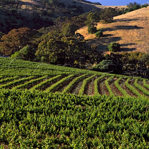 Vineyard of Bethany Estate Tanunda   South Australia   Barossa Valley