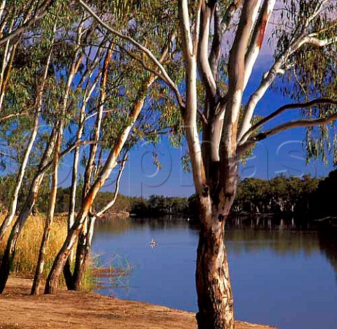 Murray River near Renmark South Australia