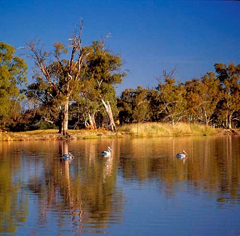Pelicans on the Murray River near Renmark   South Australia