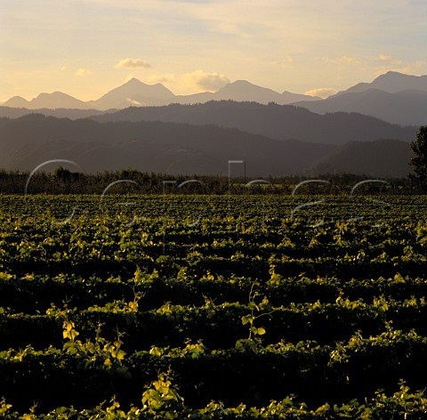 Vineyard of Mud House and Le Grys Wines with the   Richmond Ranges beyond Marlborough New Zealand