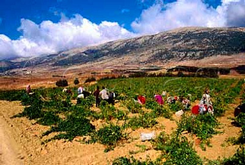 Harvesting in vineyard of Chateau Musar   at Aana in the Bekaa Valley Lebanon