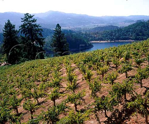 Burgess vineyard St Helena Napa Valley California