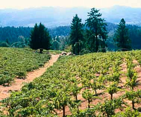 Burgess vineyard St Helena Napa Valley California