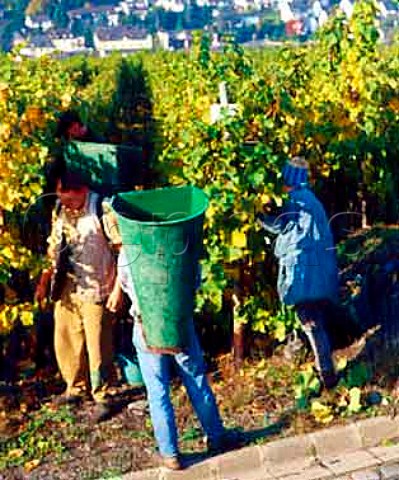 Harvesting ripe bunches of Riesling grapes and   leaving the remainder on the vine for eiswein in  the   Bratenhfchen vineyard of SelbachOster   Bernkastel Germany       Mosel