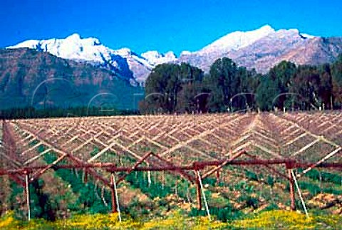 Winter in vineyard of table grapes   Paarl South Africa
