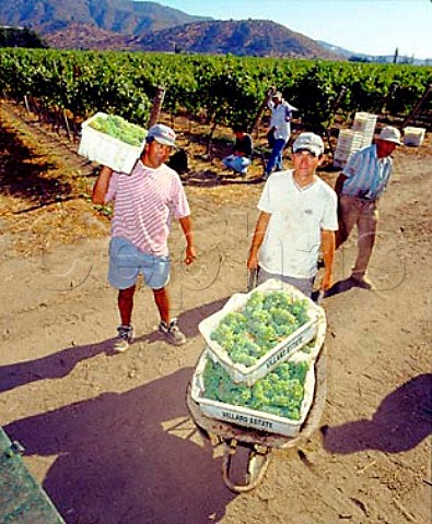 Harvesting Sauvignon Blanc grapes of   Villard Estate Casablanca Valley Chile