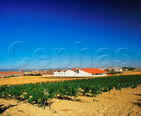 Vineyard by Bodegas Ochoa Olite Navarra Spain