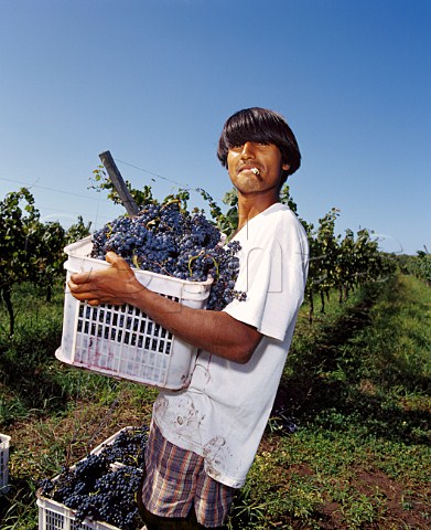 Harvesting Tannat grapes in vineyard of Juanico   Canelones Uruguay