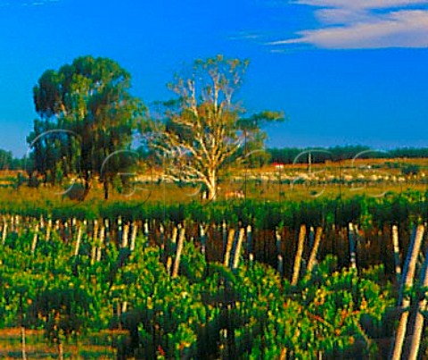 Vineyard of Viedos de Los Vientos Atlntida   Canelones Uruguay