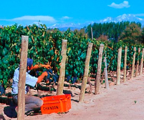 Harvesting Malbec grapes in Las Compuertas vineyard   of Bodega Terrazas owned by Bodegas Chandon   Vistalba Mendoza Argentina   Lujan de Cuyo