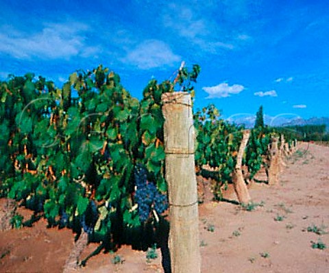 Malbec vines in Las Compuertas vineyard of   Bodega Terrazas owned by Bodegas Chandon Vistalba   Mendoza Argentina   Lujan de Cuyo