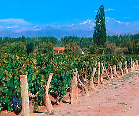 Malbec vines in Las Compuertas vineyard of   Bodega Terrazas owned by Bodegas Chandon Vistalba   Mendoza Argentina   Lujan de Cuyo