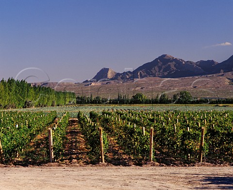 Vineyards of Santiago Graffigna in the Tulum Valley   near San Juan Argentina