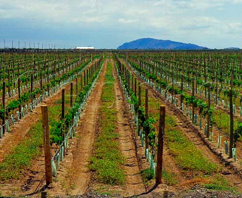 New Cabernet Sauvignon vineyard of   Santiago Graffigna at Canada Honda   near San Juan Argentina