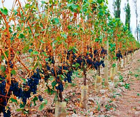 Vineyard damaged by hail   Vistalba Mendoza province Argentina   Lujn de Cuyo