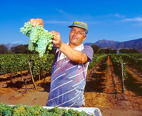 Harvesting Sauvignon Blanc grapes in vineyard of   Villard Estate Casablanca Chile     Casablanca