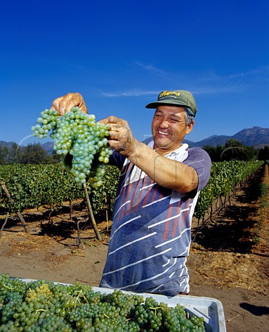 Harvesting Sauvignon Blanc grapes in vineyard of   Villard Estate Casablanca Chile       Casablanca Valley