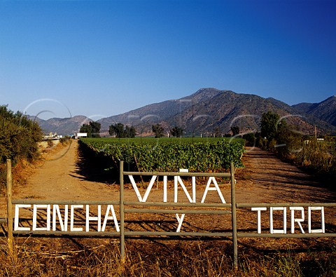 Vineyard of Concha y Toro in the Casablanca Valley   Chile    Casablanca
