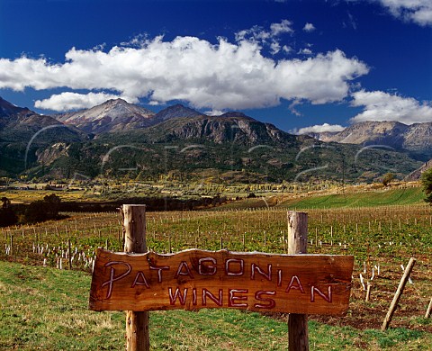 Vineyard of Via Patagonia at a latitude of 42 south near El Bolson Patagonia Argentina
